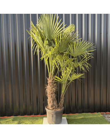 Palmier Trachycarpus Fortunei Multi Troncs, H.180 cm