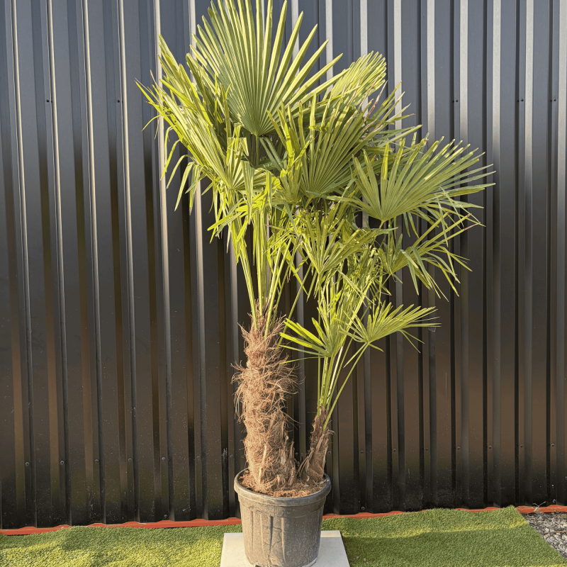 Palmier Trachycarpus Fortunei Multi Troncs, H.180 cm