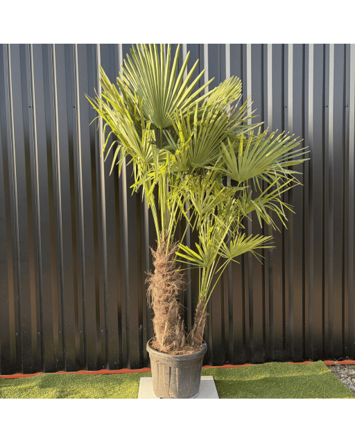 Palmier Trachycarpus Fortunei Multi Troncs, H.180 cm