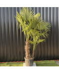 Palmier Trachycarpus Fortunei Multi Troncs, H.180 cm