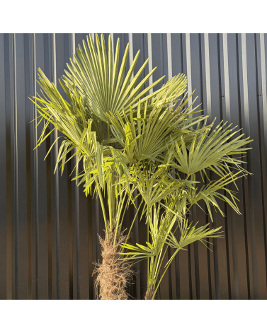 Palmier Trachycarpus Fortunei Multi Troncs, H.180 cm