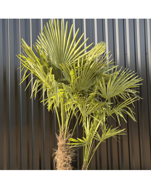 Palmier Trachycarpus Fortunei Multi Troncs, H.180 cm