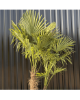 Palmier Trachycarpus Fortunei Multi Troncs, H.180 cm