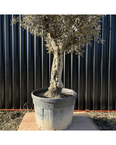 Olivier Europaea Tronc de 60/80 cm de Circonférence Pot 180 litres