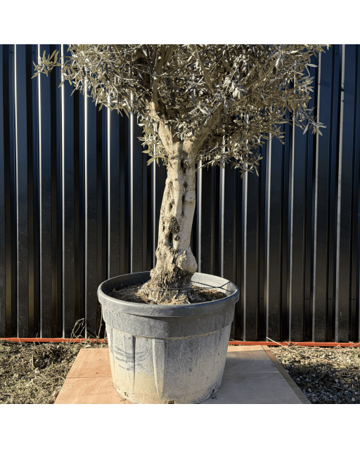 Olivier Europaea Tronc de 60/80 cm de Circonférence Pot 180 litres