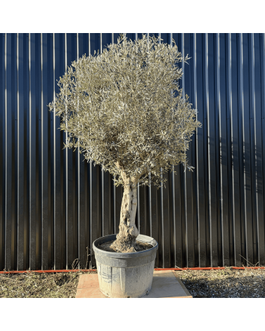 Olivier Europaea Tronc de 60/80 cm de Diamètre Pot 180 litres