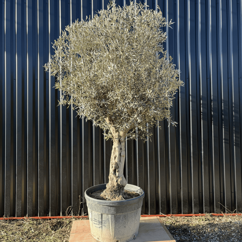 Olivier Europaea Tronc de 60/80 cm de Circonférence Pot 180 litres