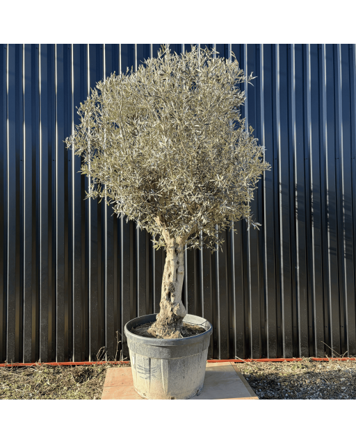 Olivier Europaea Tronc de 60/80 cm de Diamètre Pot 180 litres