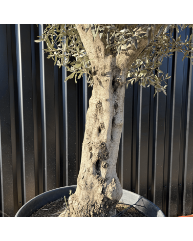 Olivier Europaea Tronc de 60/80 cm de Diamètre Pot 180 litres
