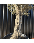 Olivier Europaea Tronc de 60/80 cm de Circonférence Pot 180 litres