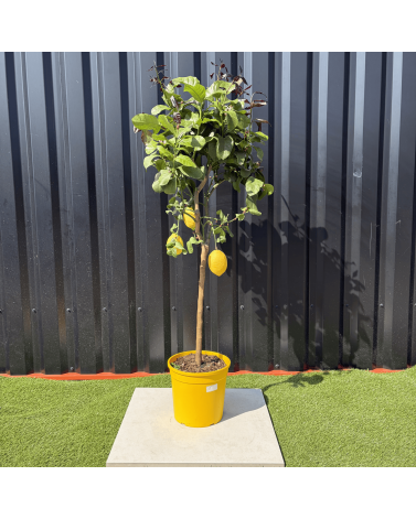 Citronnier Citrus Limon Hauteur 140 cm