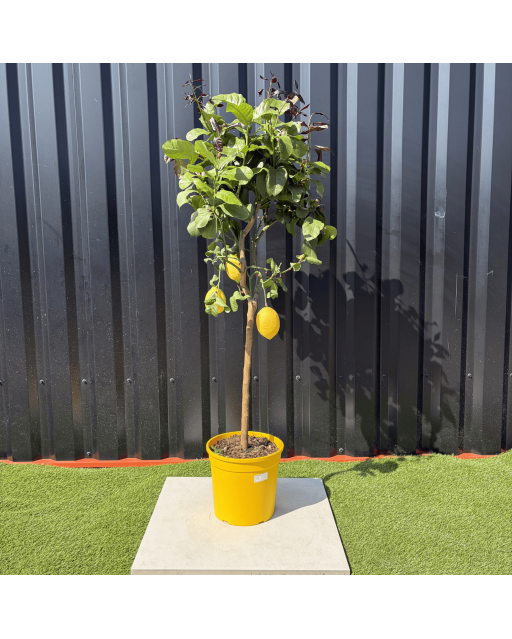 Citronnier Citrus Limon Hauteur 140 cm