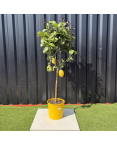 Citronnier Citrus Limon Hauteur 140 cm