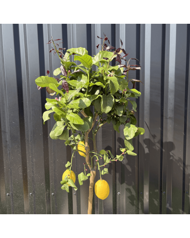 Citronnier Citrus Limon Hauteur 140 cm