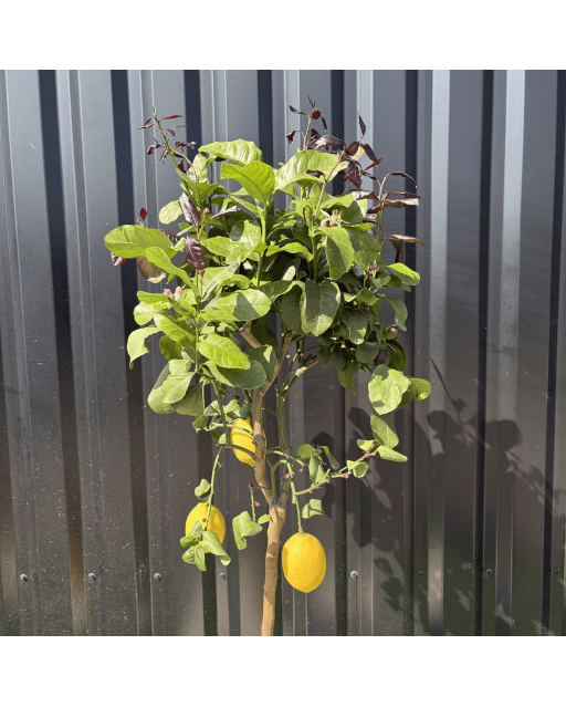Citronnier Citrus Limon Hauteur 140 cm