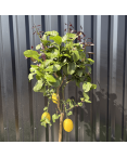 Citronnier Citrus Limon Hauteur 140 cm