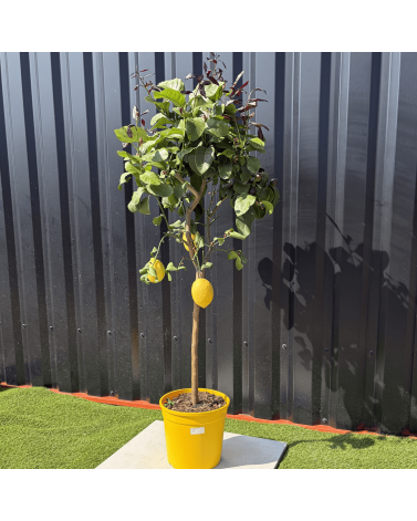 Citronnier Citrus Limon Hauteur 140 cm