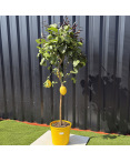 Citronnier Citrus Limon Hauteur 140 cm
