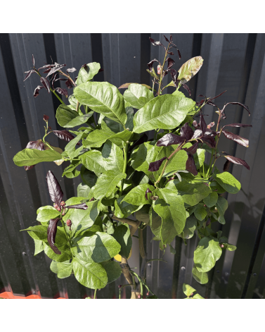 Citronnier Citrus Limon Hauteur 140 cm