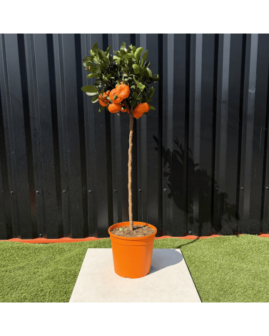 Mandarinier Citrus Reticulata Hauteur 140 cm
