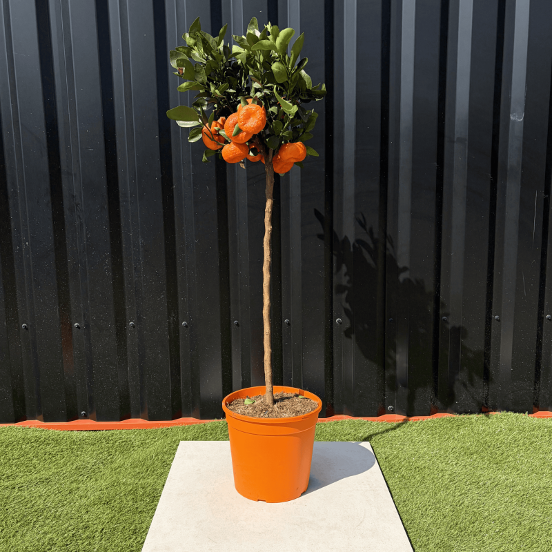Mandarinier Citrus Reticulata Hauteur 140 cm