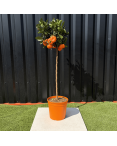 Mandarinier Citrus Reticulata Hauteur 140 cm