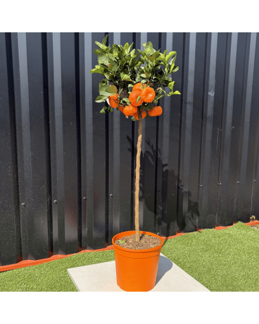 Mandarinier Citrus Reticulata Hauteur 140 cm