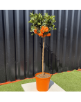 Mandarinier Citrus Reticulata Hauteur 140 cm