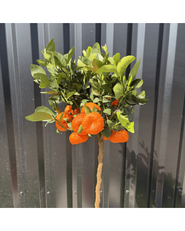 Mandarinier Citrus Reticulata Hauteur 140 cm
