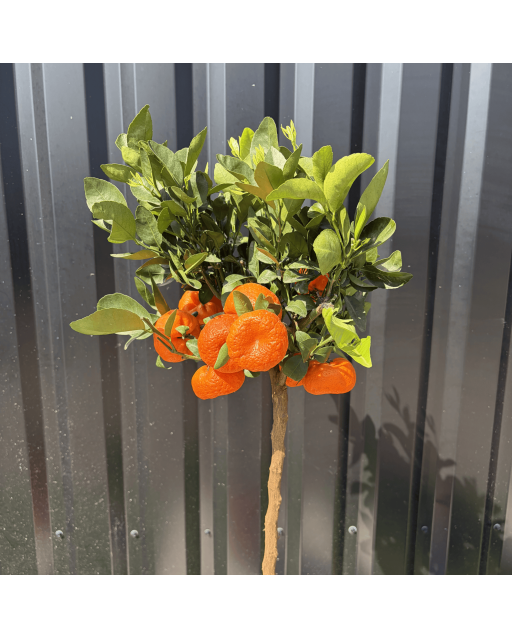 Mandarinier Citrus Reticulata Hauteur 140 cm