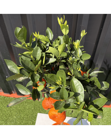 Mandarinier Citrus Reticulata Hauteur 140 cm