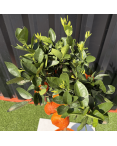 Mandarinier Citrus Reticulata Hauteur 140 cm