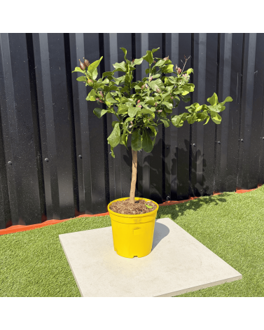 Citronnier Citrus Limon Hauteur 80 cm