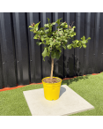 Citronnier Citrus Limon Hauteur 80 cm