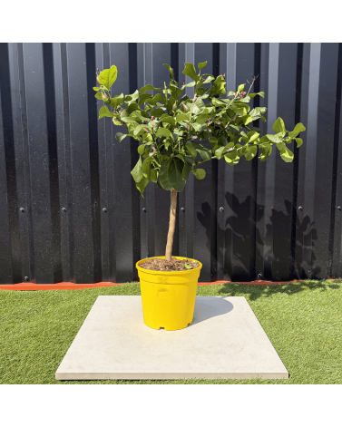 Citronnier Citrus Limon Hauteur 80 cm