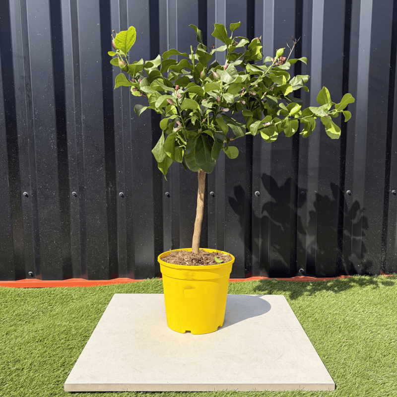 Citronnier Citrus Limon Hauteur 80 cm