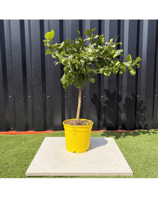 Citronnier Citrus Limon Hauteur 80 cm