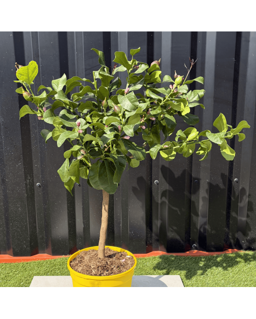 Citronnier Citrus Limon Hauteur 80 cm