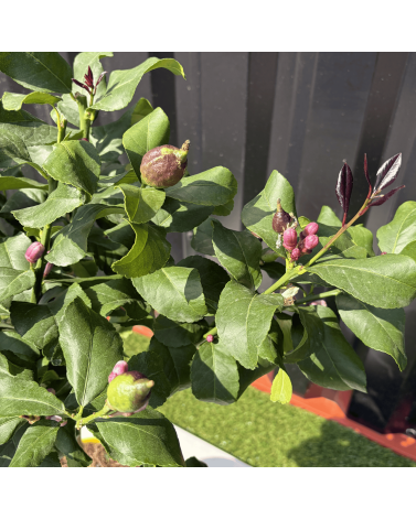 Citronnier Citrus Limon Hauteur 80 cm