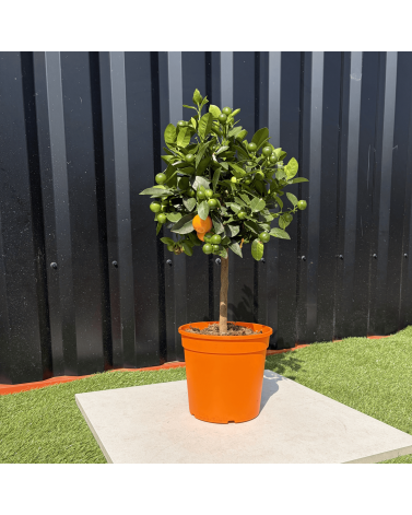 Calamondin Citrus Mitis Hauteur 80 cm