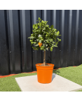 Calamondin Citrus Mitis Hauteur 80 cm
