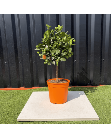 Calamondin Citrus Mitis Hauteur 80 cm