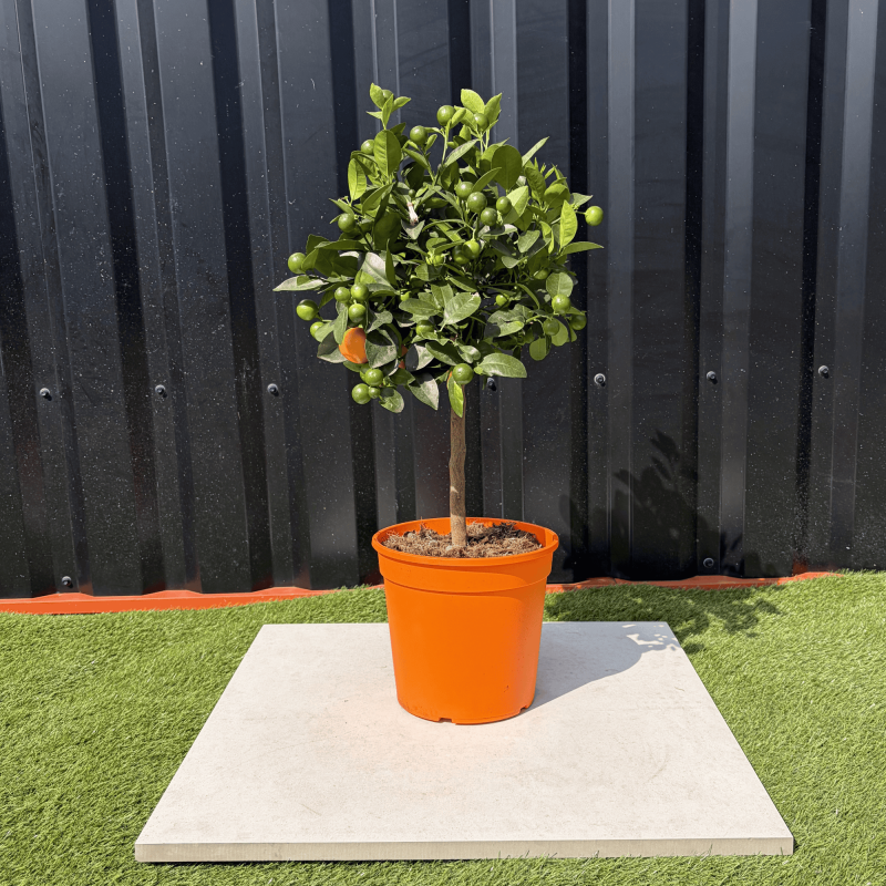 Calamondin Citrus Mitis Hauteur 80 cm