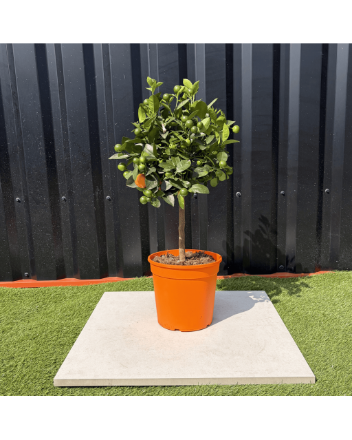 Calamondin Citrus Mitis Hauteur 80 cm