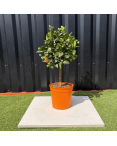 Calamondin Citrus Mitis Hauteur 80 cm