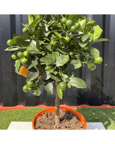Calamondin Citrus Mitis Hauteur 80 cm