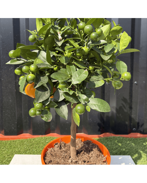 Calamondin Citrus Mitis Hauteur 80 cm