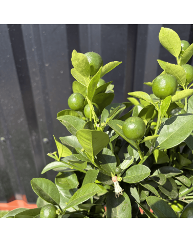Calamondin Citrus Mitis Hauteur 80 cm
