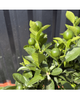 Calamondin Citrus Mitis Hauteur 80 cm