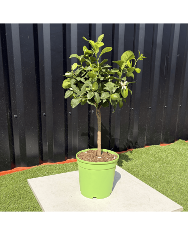 Citronnier Vert Citrus Latifolia Hauteur 70 cm